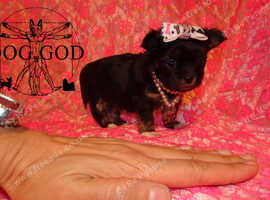 Xxxxxxs Micro Tiny Gorgeous Teacup Maltese X Long Haired Chihuahua