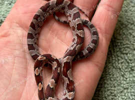 Baby Corn Snake In Bridgwater On Freeads Classifieds Corn Snakes