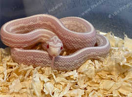 Baby Corn Snakes For Sale Inc Het Scaleless In Stoke On Trent On