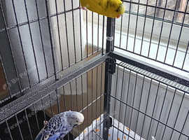 Lovely Pair Of Months Old Budgies Only No Cage Read Details In