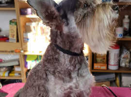 Liver Miniature Schnauzer Male Pup Chocolate Brown In Castle Douglas On