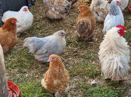 Large Selection Of Point Of Lay Pekin Bantam Chickens In Gillingham On