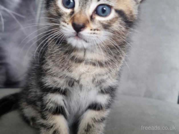 Maine Coon X Russian Blue Hot Sex Picture