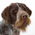 German Wirehaired Pointers
