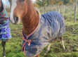 Livery Rowebuck Stables Isfield Uckfield in Uckfield