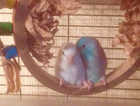 Missing Parrotlets