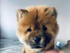 Only 2 Champion Chow Chow Puppy's Left