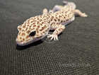 Leopard gecko female