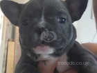 5 week old french bulldog girl looking for a 5* home