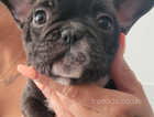 3 Male French Bulldogs looking for there forever home ready to leave NOW**
