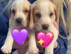 Lemon Beagle Puppies *Only 2 girls remaining