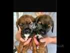 3 border terrier puppies.