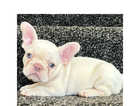 Female French Bulldog Puppy (Last one, Ready to Leave)
