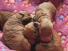 Minature kc poodle pups