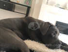 Blue cane corso forsale 21 weeks