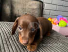 Kc registered miniature dachshund boy left