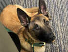 8 month old Malinois