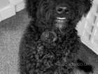 Male Labradoodle for sale