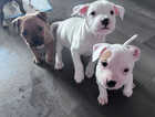 4 puppies for sale