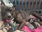 Gorgeous pure bred staffie pups for sale