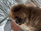 A beautiful true red chow chow girl