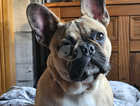 8month old male french bulldog for sale