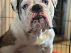 Health tested & hip scored parents  olde English bulldog puppies