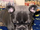 Stunning kc registered lilac French bulldogs
