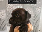 4 puppies ready to leave!!
