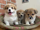 Gorgeous KC Registered Pembrokeshire Corgis