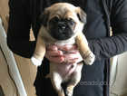 3 male and one female pugs puppies for sale