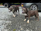 American bully