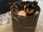 Three Beautiful Yorkshire Terrier Puppies 2Girls LEFT BOY SOLD !!