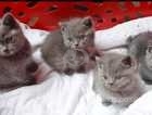5 Pedigree British blue shorthair kittens