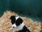 Collie pup