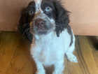Cocker spaniel  just 1 girl available