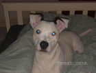 6 months old puppy for rehoming
