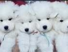 Samoyed Bear purebred puppy girl
