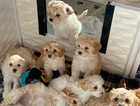 Cavachon puppies
