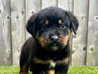 Ready To Leave Rottweiler Pups 2 Girls 2 Boys