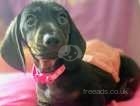 Mini dachshund pups ready to leave