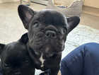 2 female frenchie puppies ready now