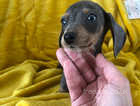Miniature dachshund Puppie
