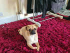 This is my beautiful lovely natured pug