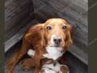 KC Cocker Spaniel Puppies 4 dogs left!!!