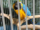 Macaw Parrot Glasgow