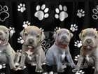 Beautiful staffy puppies for sale