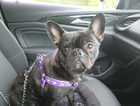 Female French bulldog