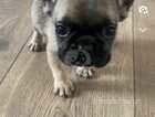 6 beautiful frenchies for sale
