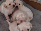 beautiful yellow lab  only 2 left